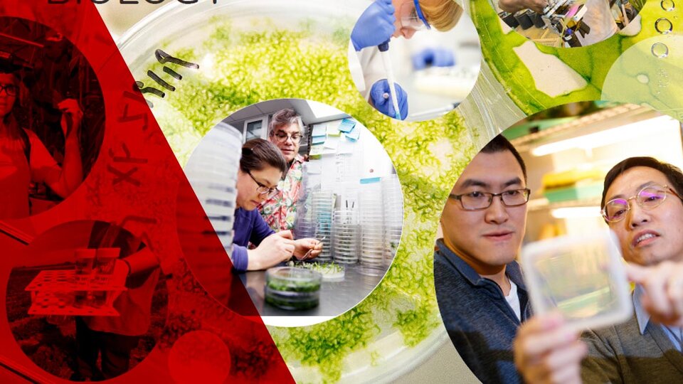 Banner for Integrated Plant Biology